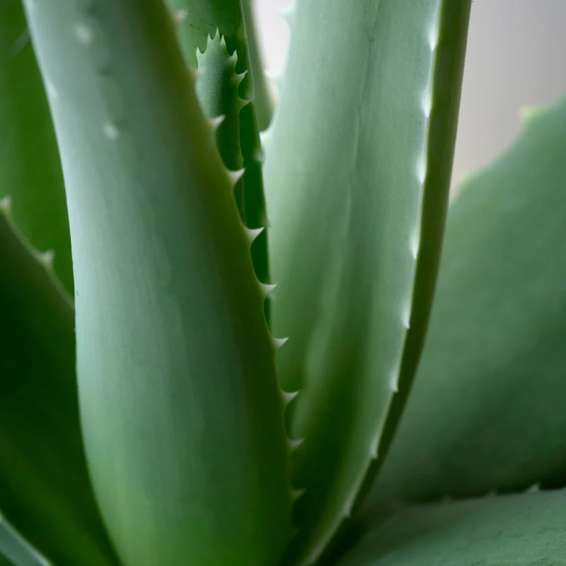 Saf Aloe Vera Jeli