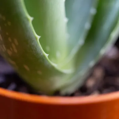 Aloe Veralı Yatıştırıcı Jel